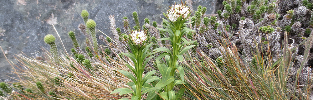 FALKLAND ROCK-CRESS Phlebolobium maclovianum